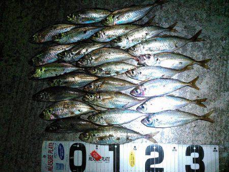 数釣り　アジ編